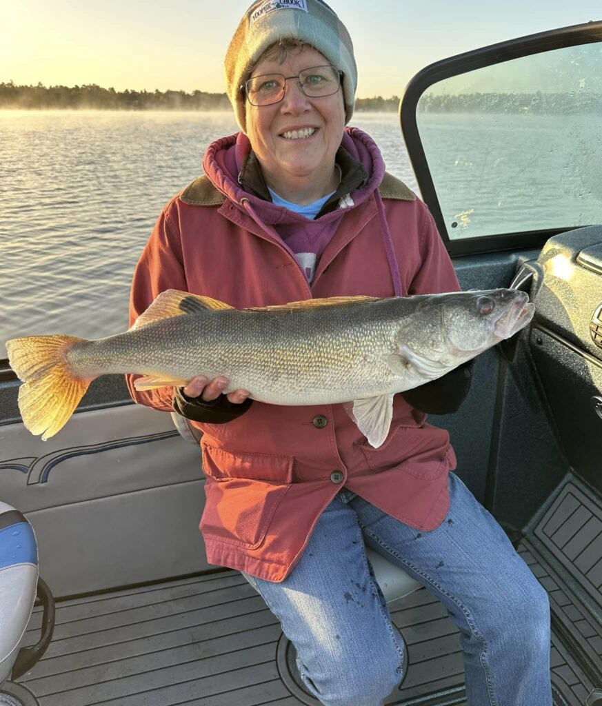 Big walleye caught on a Bemidji Area Lake while on a guide trip with Cass Lake Area Guide Service.